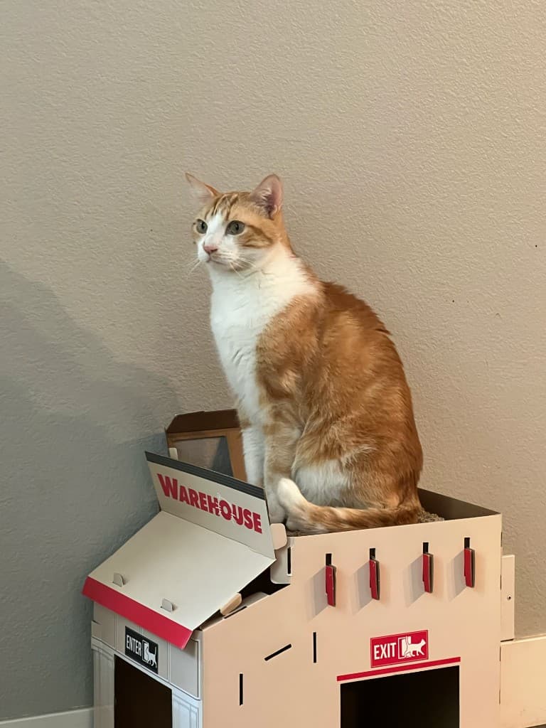 Mianbao, the orange and white studio cat at Eric Liu Piano Studio in Cupertino, sitting on a cardboard warehouse playhouse