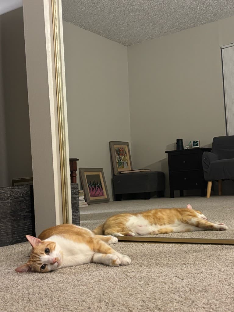 Mianbao lying on the carpet beside a mirror at Eric Liu Piano Studio in Cupertino