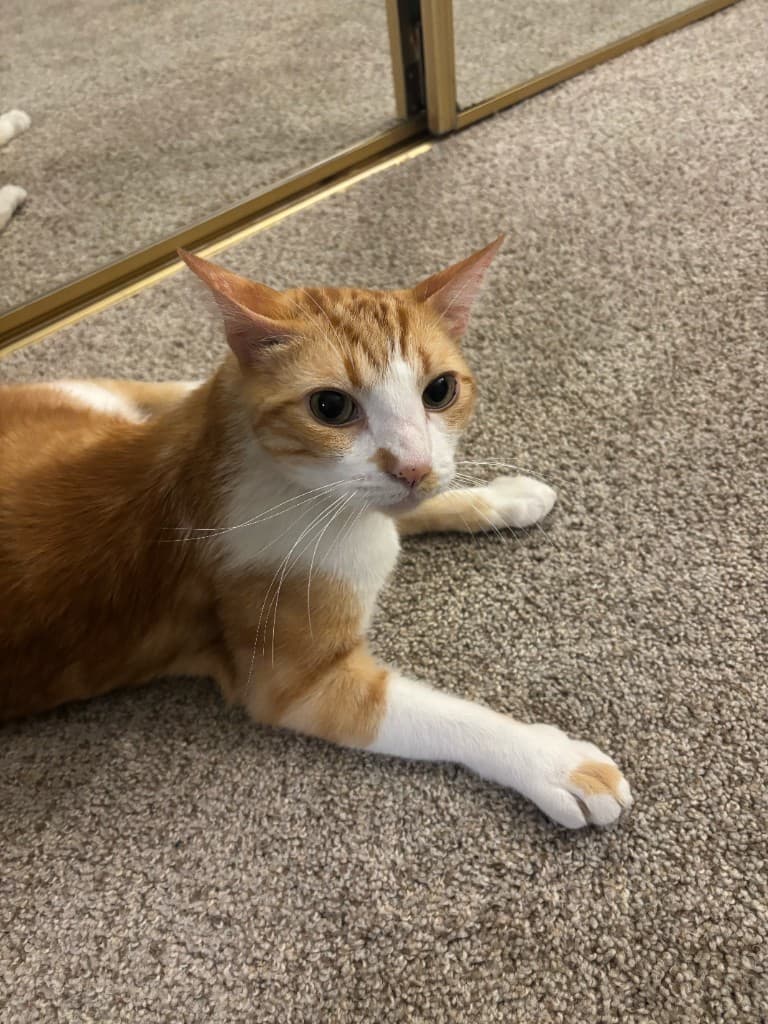 Close-up of Mianbao, an orange and white studio cat, with a small orange spot on a white paw